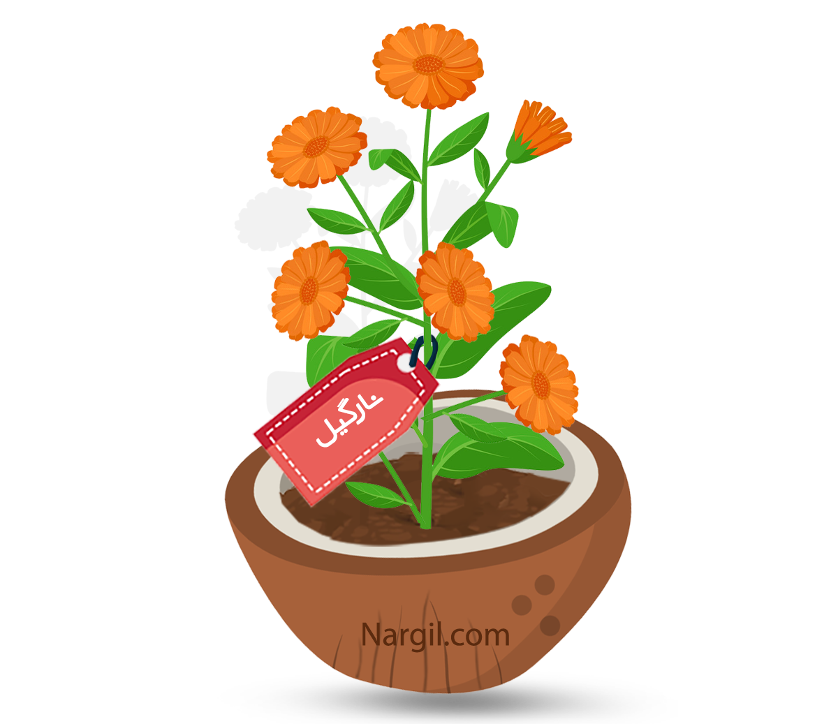  Nargil - Pot marigold